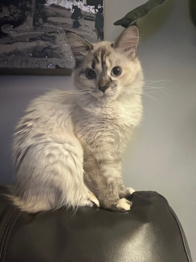 Female Ragdoll kitten  in Cats & Kittens for Rehoming in Chatham-Kent
