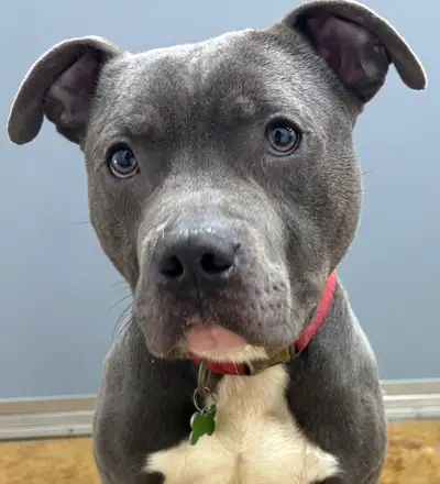 American Bulldog Mix, View more