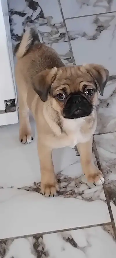 pug croisé, View more