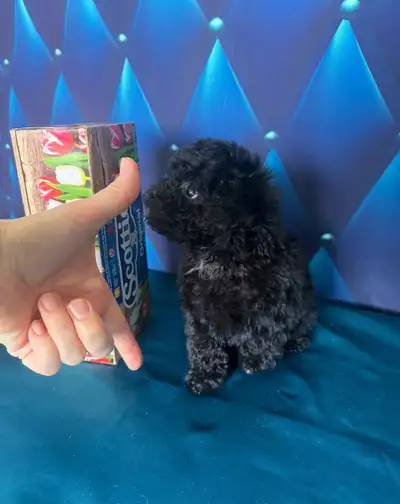 Tiny Tiny Toy poodle 3 months old, View more