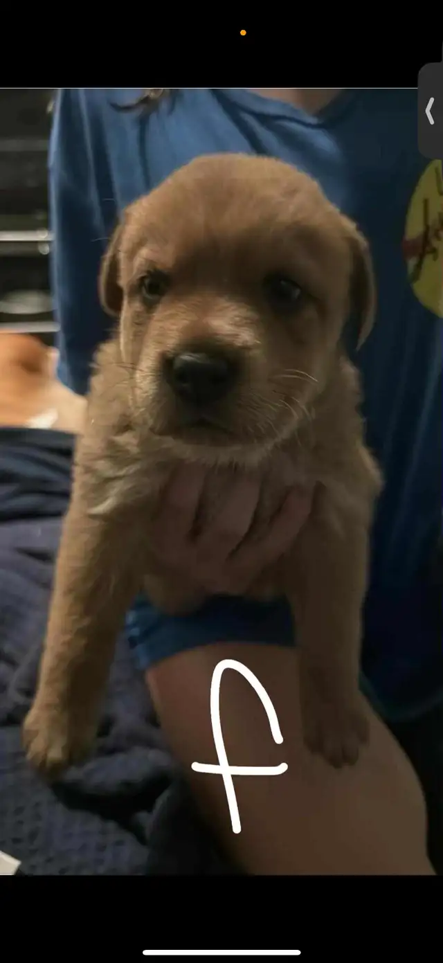 Chow/ mastiff mix. in Dogs & Puppies for Rehoming in Brantford - Image 11