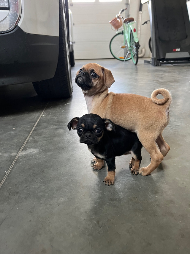 Pug/Chihuahua in Dogs & Puppies for Rehoming in Medicine Hat