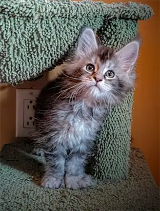 4 Chatons Maine Coon, 3 males et 1 femelle enregistrés TICA . Polydactiles aux 4 pattes , rare 6-6-6...