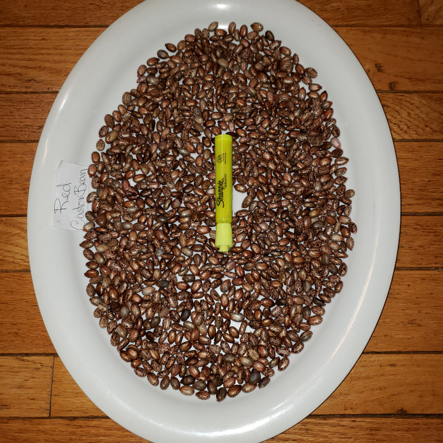 Red Castor Bean Seeds in Plants, Fertilizer & Soil in London - Image 3