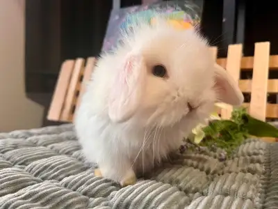 Bébé lapin nain sociabilisé(kit départ inclus et +), View more