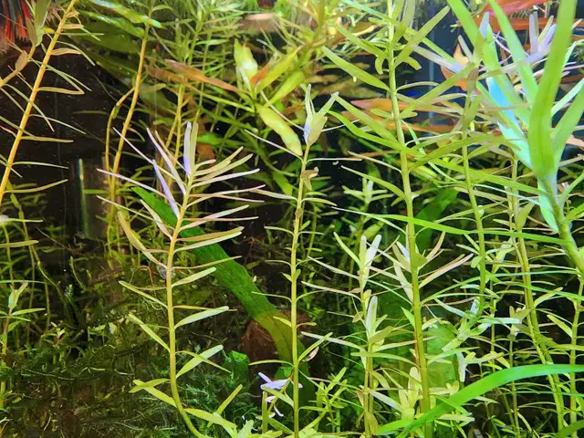 8 types fresh aquarium plant trimmings + 2 floating plan in Fish for Rehoming in Oakville / Halton Region - Image 10