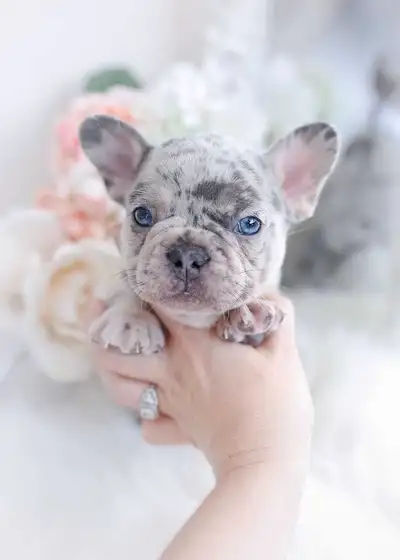French bulldog Purebred  from 2000, View more