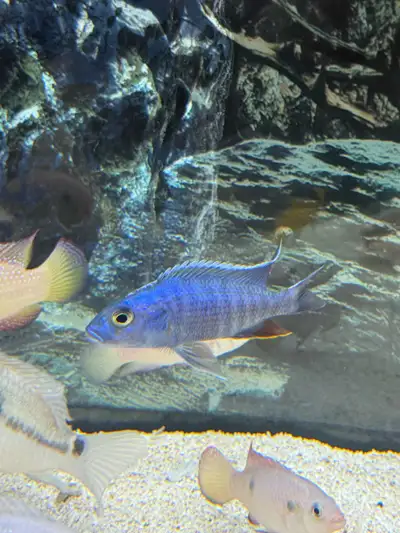 blue peacock cichlids , View more