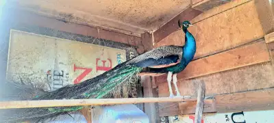 Mature Peacock, View more