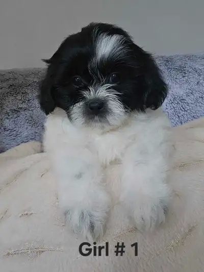 Shih-Tzu, View more
