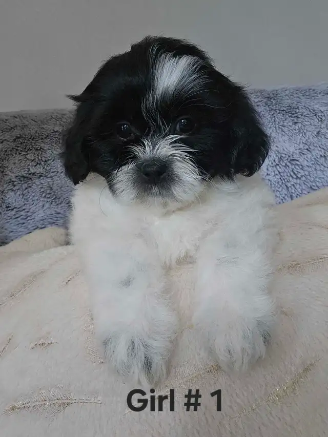 Shih-Tzu in Dogs & Puppies for Rehoming in St. Catharines - Image 2