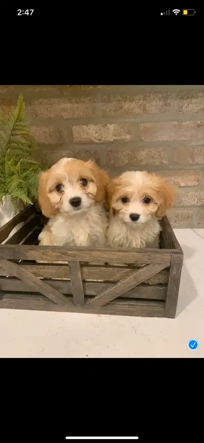 Adorable and Sweet Cavachon Puppies- 3 Females Left, View more