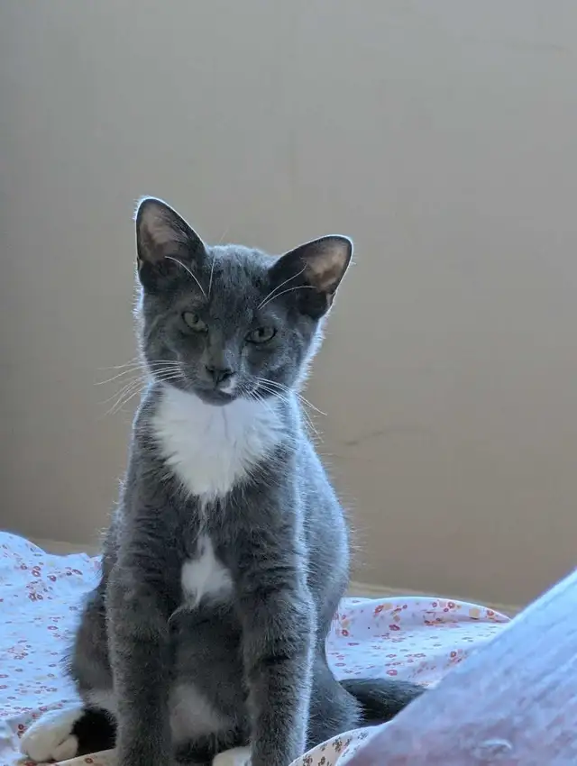 Grey and White Kitten (boy) in Cats & Kittens for Rehoming in Delta/Surrey/Langley - Image 11