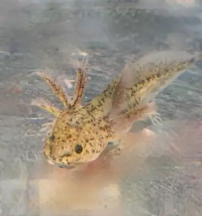 Small axolotl Belle river ON