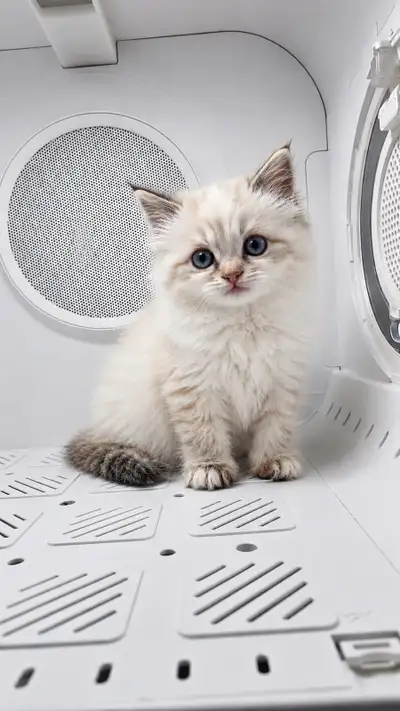 Ragdoll Kittens, View more