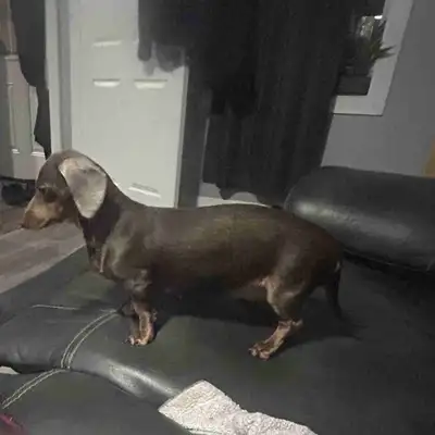 female Isabella miniature dachshund, View more