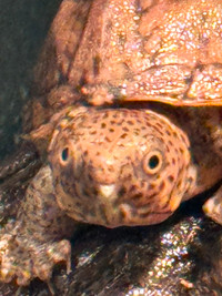 Great Small Pets rare Loggerhead Turtles Aquatic Retiles Fish