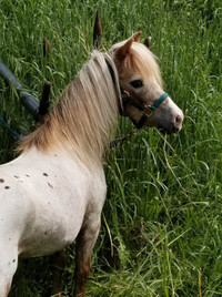 Miniature Horse Appaloosa stallion sell or trade for mare