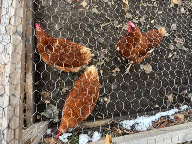 3 laying hens | Livestock | Calgary | Free local classifieds - Kijiji
