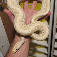 2021 Proven Breeder Male Pastel Jigsaw Desert Ghost