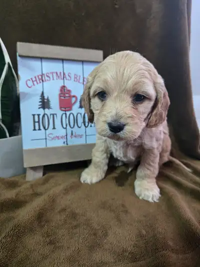 Teddy Bear Cockapoos, View more