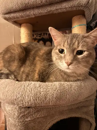 6 yr old spayed dilute torbie, View more