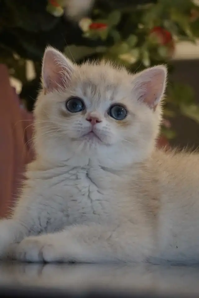 Purebred British shorthair kittens TICA. . in Cats & Kittens for Rehoming in City of Montréal - Image 10
