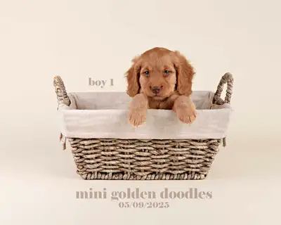Adorable Mini GOLDEN DOODLE Puppies FOR SALE!, View more