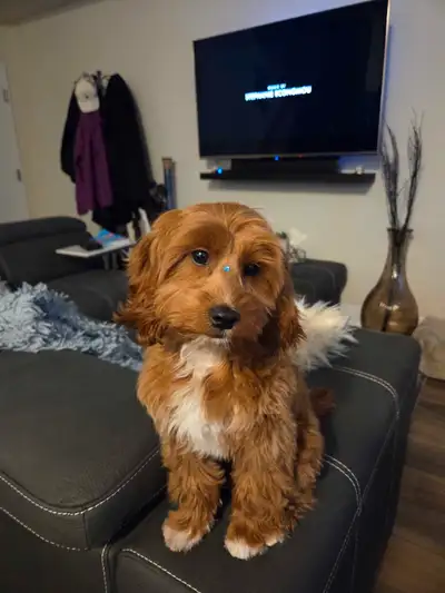 6 month old cockapoo, View more