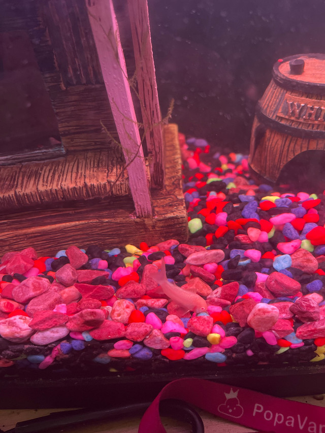 fish tank + fish  in Fish for Rehoming in North Bay - Image 2