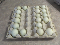 Call Duck Hatching Eggs