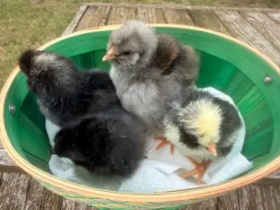 7 Polish Chicken Chicks, View more