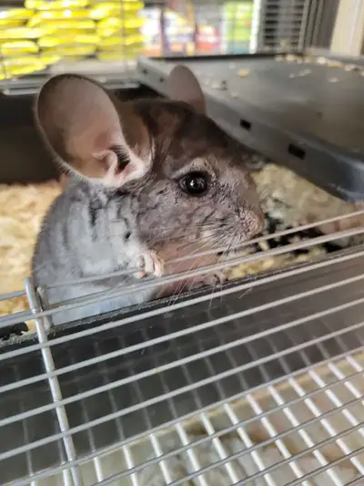 baby chinchilla, View more