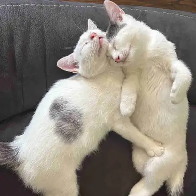Kittens Looking for Homes!, View more