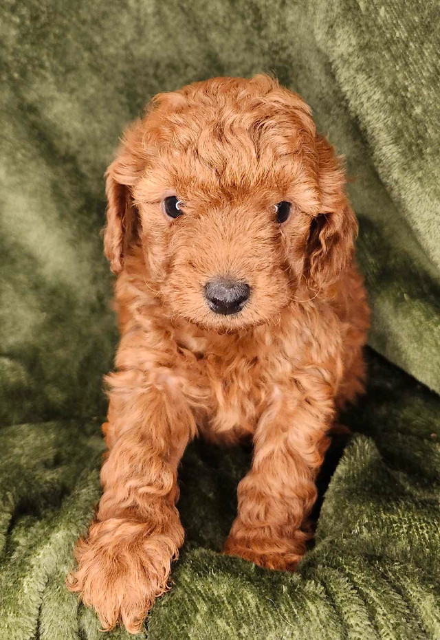 intelligent Mini Irishdoodles only two left in Dogs & Puppies for Rehoming in Calgary - Image 2