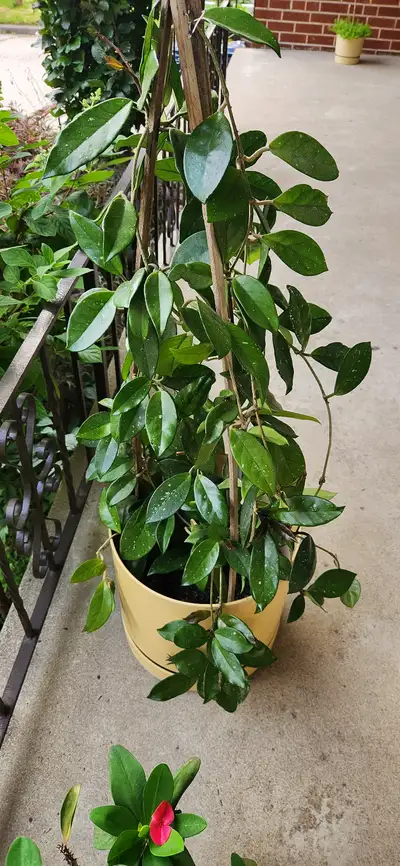 HOYA PLANT FOR SALE!!!, View more