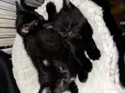 Black Baby Kittens, View more
