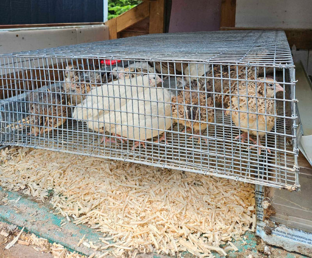 21 Cailles Femelles avec Cage/Mangeoire/Abreuvoir dans Animaux de ferme  à Ville de Québec - Image 2