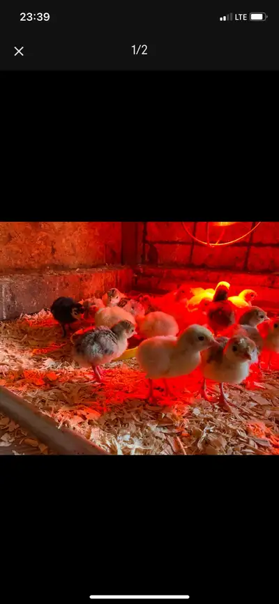 hached May 12 Baby heritage turkeys 15$ each I also have fertilized turkey eggs for 30$ a dozen. The...
