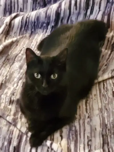 chatte opérée 2 ans à donner, View more
