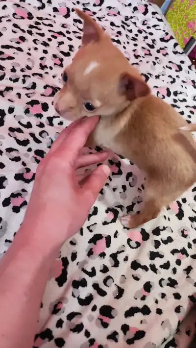 Chihuahua Puppy, View more