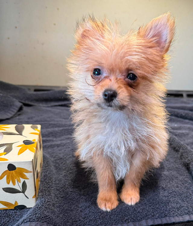 REDUCE : Super Tiny Yorkie/pom Puppy in Dogs & Puppies for Rehoming in Calgary - Image 2