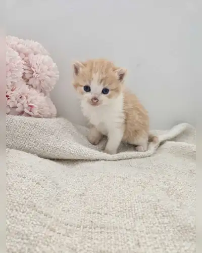 Adorable Kittens for Sale , View more