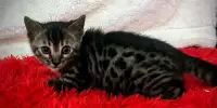**chaton bengal prêt  à partir**