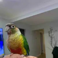 Yellow sided conure 