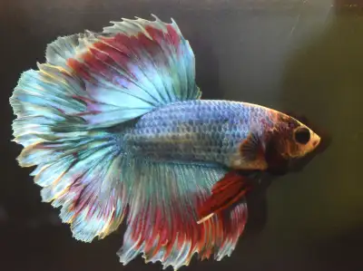 Beautiful Male Halfmoon Betta Fish For Sale, View more