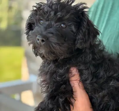 Gorgeous Schnoodle female pup . She has a great temperament and she loves interacting with our famil...
