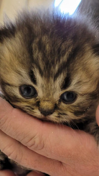 Persan Adoptez Des Chats Et Chatons Dans Grand Montreal Petites Annonces De Kijiji