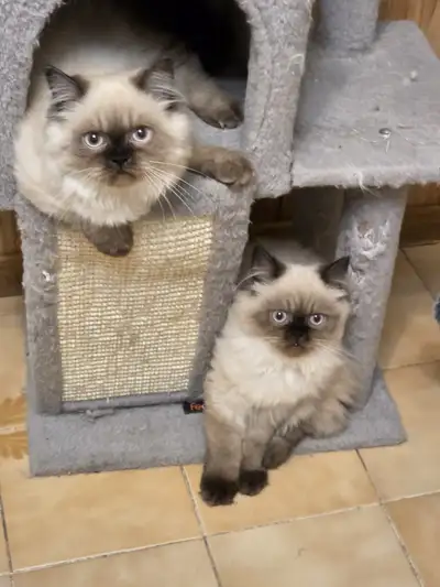 Pure Himalayan-Persian Female Kittens for Adoption, View more