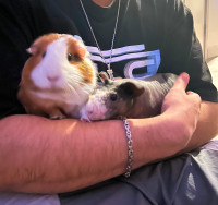  Seeking a Loving Home for our Beloved Guinea Pigs! 